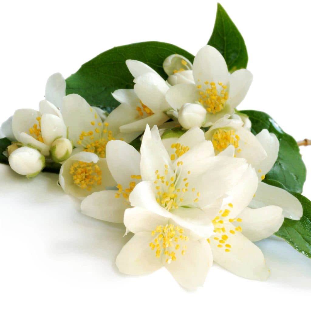 Jasmine Fragrance Oil