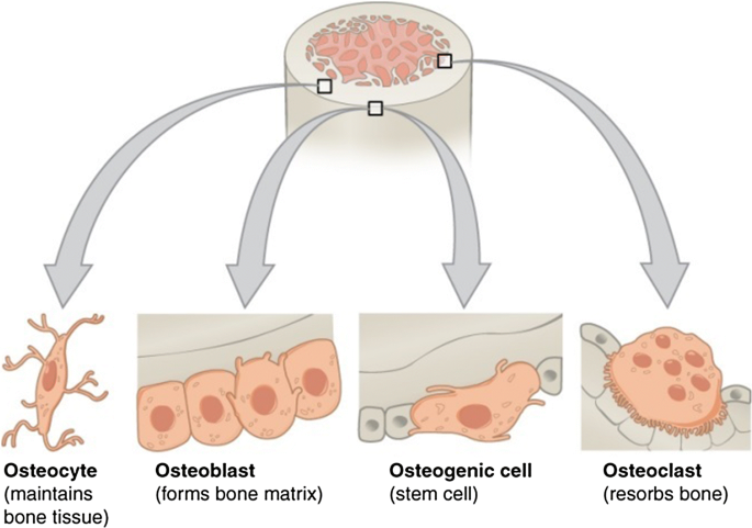 It promotes regeneration and reparative processes of the bones, tendons, and other soft tissues.